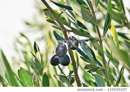 Ripe olives (winter, January) Ripe olives (winter, January) 135030207