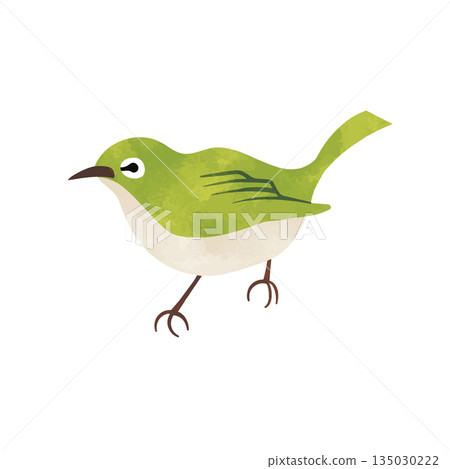 White-eye with watercolor texture Spring wild bird 135030222
