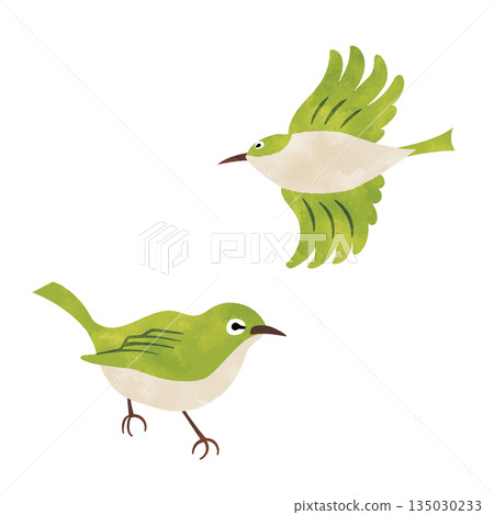 日本繡眼鳥，春季野生鳥類的水彩紋理集 135030233