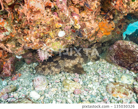 底棲鯊魚、巨型皇帶魚（Carcharhinidae）和鍬甲蟲的殼。靜岡縣伊豆半島南伊豆町平枝濱海灘中木，郵編2025 135030326