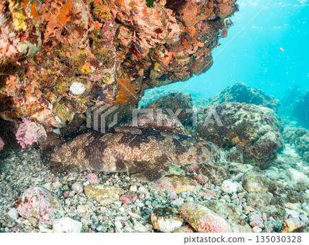 底棲鯊魚、巨型皇帶魚（Carcharhinidae）和鍬甲蟲的殼。靜岡縣伊豆半島南伊豆町平枝濱海灘中木，郵編2025 135030328
