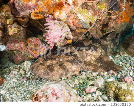 底棲鯊魚、巨型皇帶魚（Carcharhinidae）和鍬甲蟲的殼。靜岡縣伊豆半島南伊豆町平枝濱海灘中木，郵編2025 135030330