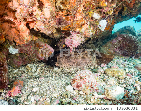 底棲鯊魚、巨型皇帶魚(Carcharhinidae)和鍬甲蟲的殼。靜岡縣伊豆半島南伊豆町平枝濱海灘中木,郵編2025 底棲鯊魚、巨型皇帶魚(Carcharhinidae)和鍬甲蟲的殼。靜岡縣伊豆半島南伊豆町平枝濱海灘中木,郵編2025 135030331