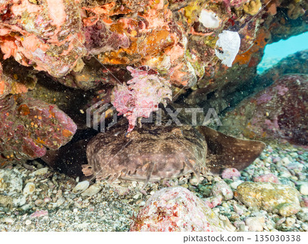 A bottom-dwelling shark, the giant oarfish (Carcharhinidae), and a stag beetle shell. Nakagi, Minamiizu Town, Hirizohama, Izu Peninsula, Shizuoka Prefecture 2025 A bottom-dwelling shark, the giant oarfish (Carcharhinidae), and a stag beetle shell. Nakagi, Minamiizu Town, Hirizohama, Izu Peninsula, Shizuoka Prefecture 2025 135030338