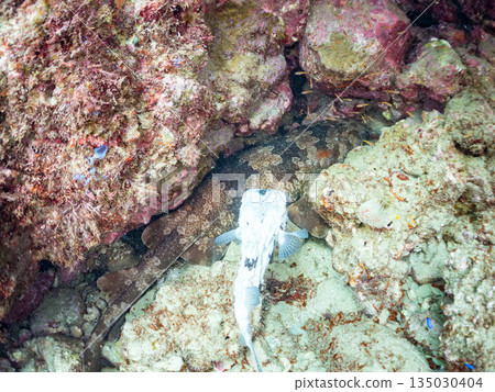 A bottom-dwelling shark, the giant pufferfish (Carcharhinidae), and the pufferfish, Hirizohama Beach, Nakagi, Minamiizu Town, Izu Peninsula, Shizuoka Prefecture 2025 A bottom-dwelling shark, the giant pufferfish (Carcharhinidae), and the pufferfish, Hirizohama Beach, Nakagi, Minamiizu Town, Izu Peninsula, Shizuoka Prefecture 2025 135030404