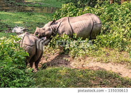 Rhinos in Chitwan National Park in Nepal 135030613