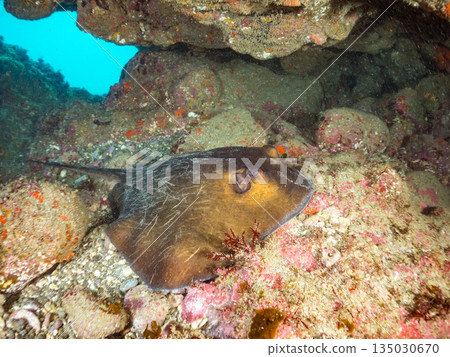 大型伊豆鰩魚及其他海洋生物。靜岡縣伊豆半島南伊豆町中木町鰩魚海灘 - 2025 日本頂級浮潛地點之一 大型伊豆鰩魚及其他海洋生物。靜岡縣伊豆半島南伊豆町中木町鰩魚海灘 - 2025 日本頂級浮潛地點之一 135030670