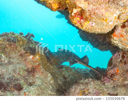 Large Izu ray and others. Hirizo Beach, Nakagi, Minamiizu Town, Izu Peninsula, Shizuoka Prefecture - 2025 One of Japan's leading snorkeling spots Large Izu ray and others. Hirizo Beach, Nakagi, Minamiizu Town, Izu Peninsula, Shizuoka Prefecture - 2025 One of Japan's leading snorkeling spots 135030676