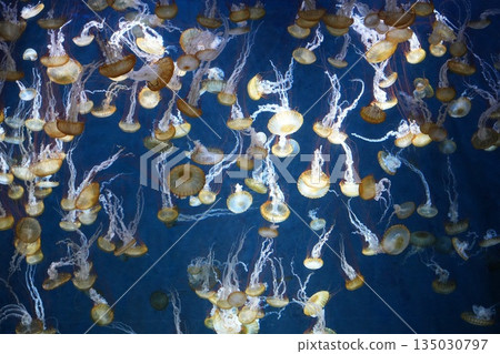 Fluffy jellyfish 135030797