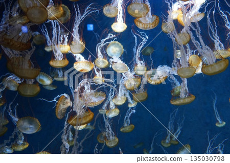 Fluffy jellyfish 135030798
