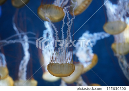 Fluffy jellyfish Fluffy jellyfish 135030800