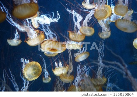 蓬鬆的水母 135030804