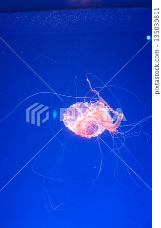 蓬鬆的水母 135030811