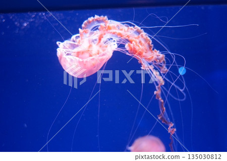 Fluffy jellyfish Fluffy jellyfish 135030812