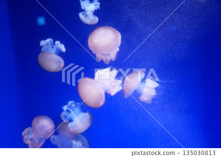 Fluffy jellyfish Fluffy jellyfish 135030813