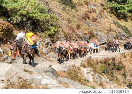 Horses carrying supplies  on the Everest Base Camp Trek, Nepal. 135030884