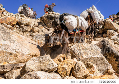 Yaks on the trail to Gorekshep village on the Everest base camp trek, Nepal. 135030900