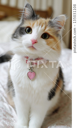 Calico cat wearing a collar with a heart charm Calico cat wearing a collar with a heart charm 135031108