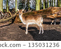 Young deer at the park in Gerresheim, Dusseldiorf, Germany. 135031236