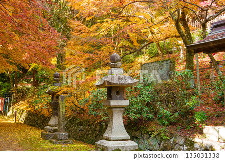 Autumn foliage at Shoshazan Engyo-ji Temple in Himeji, Hyogo Prefecture 135031338
