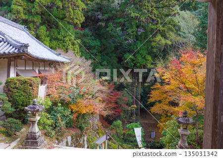 兵庫縣姬路市書寫山圓教寺的秋葉 135031342