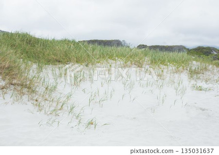 Coastal dunes are being shown in flat design, with white sand, grass, gray sky, shrubs 135031637