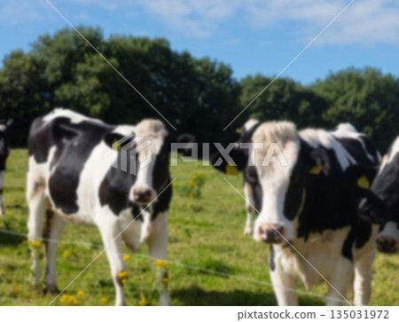 Domestic cattles on field 135031972