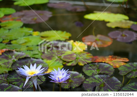 Water lily Water lily 135032044
