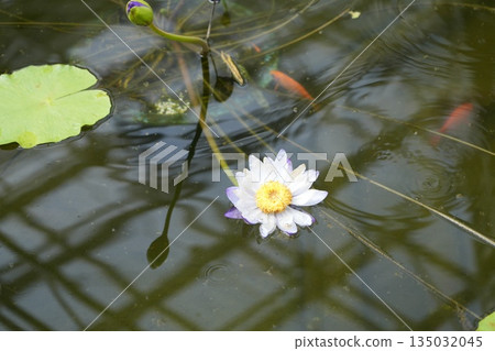 Water lily 135032045