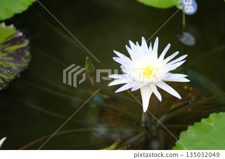 Water lily 135032049