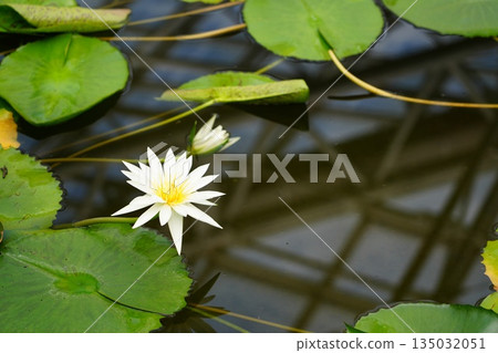 Water lily 135032051