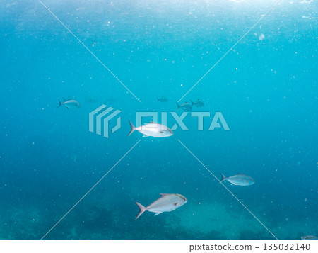 一群長鰭鰤魚和其他魚類正在攻擊一大群銀紋鯡魚。日本靜岡縣伊豆半島中木市南伊豆町平藏濱 - 2025 一群長鰭鰤魚和其他魚類正在攻擊一大群銀紋鯡魚。日本靜岡縣伊豆半島中木市南伊豆町平藏濱 - 2025 135032140
