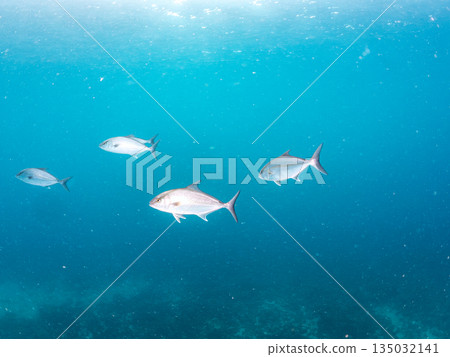 一群長鰭鰤魚和其他魚類正在攻擊一大群銀紋鯡魚。日本靜岡縣伊豆半島中木市南伊豆町平藏濱 - 2025 135032141