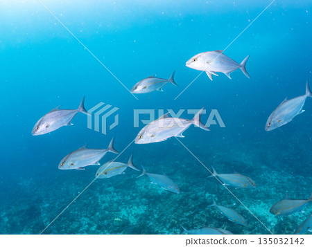 一群長鰭鰤魚和其他魚類正在攻擊一大群銀紋鯡魚。日本靜岡縣伊豆半島中木市南伊豆町平藏濱 - 2025 一群長鰭鰤魚和其他魚類正在攻擊一大群銀紋鯡魚。日本靜岡縣伊豆半島中木市南伊豆町平藏濱 - 2025 135032142
