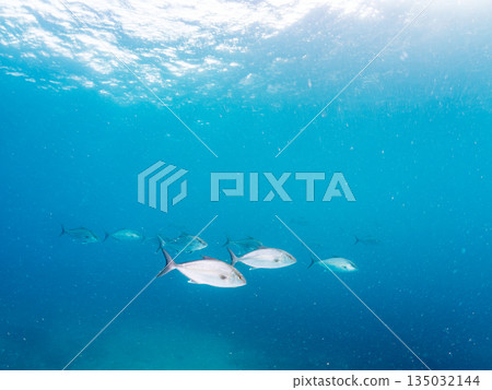 A school of long-finned amberjack and other fish attacking a large school of silver-stripe herring. Hirizohama, Minamiizu Town, Nakagi, Izu Peninsula, Shizuoka Prefecture - 2025 One of Japan's leading 135032144