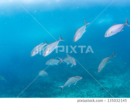 一群長鰭鰤魚和其他魚類正在攻擊一大群銀紋鯡魚。日本靜岡縣伊豆半島中木市南伊豆町平藏濱 - 2025 135032145