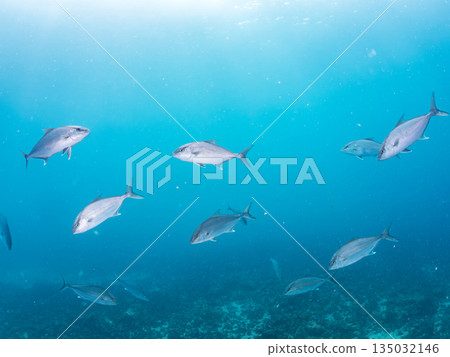 A school of long-finned amberjack and other fish attacking a large school of silver-stripe herring. Hirizohama, Minamiizu Town, Nakagi, Izu Peninsula, Shizuoka Prefecture - 2025 One of Japan's leading 135032146