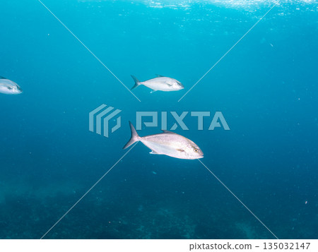 一群長鰭鰤魚和其他魚類正在攻擊一大群銀紋鯡魚。日本靜岡縣伊豆半島中木市南伊豆町平藏濱 - 2025 135032147