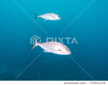 A school of long-finned amberjack and other fish attacking a large school of silver-stripe herring. Hirizohama, Minamiizu Town, Nakagi, Izu Peninsula, Shizuoka Prefecture - 2025 One of Japan's leading A school of long-finned amberjack and other fish attacking a large school of silver-stripe herring. Hirizohama, Minamiizu Town, Nakagi, Izu Peninsula, Shizuoka Prefecture - 2025 One of Japan's leading 135032149