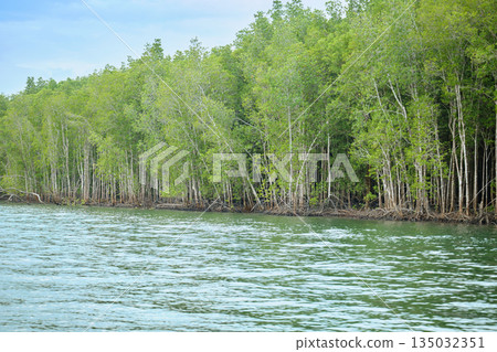 Mangrove forest tour in Kilim Geopark on Langkawi Island by motor boat. Mangrove forest tour in Kilim Geopark on Langkawi Island by motor boat. 135032351
