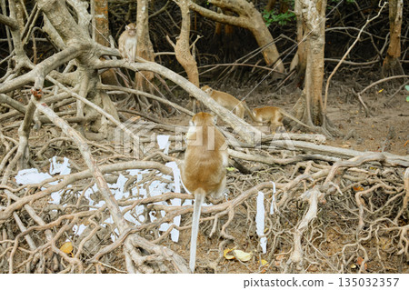 Monkeys in the mangrove forest of Langkawi Island, Malaysia. Monkeys in the mangrove forest of Langkawi Island, Malaysia. 135032357
