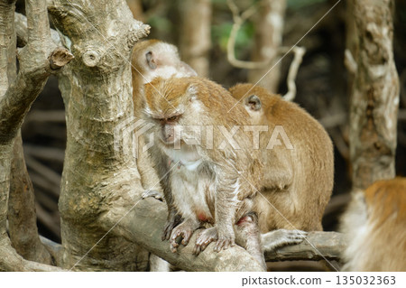 Monkeys in the mangrove forest of Langkawi Island, Malaysia. 135032363