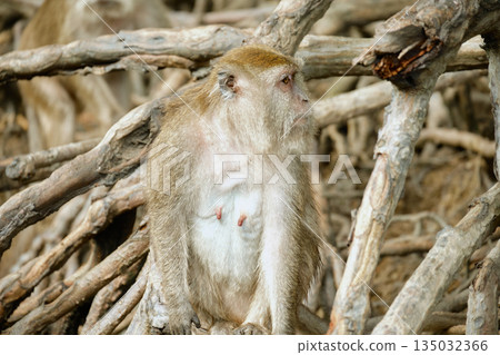 Monkeys in the mangrove forest of Langkawi Island, Malaysia. 135032366