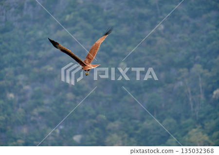 Eagle Feeding in Langkawi island Mangrove tour Kilim Geoforest Park. Eagle Feeding in Langkawi island Mangrove tour Kilim Geoforest Park. 135032368