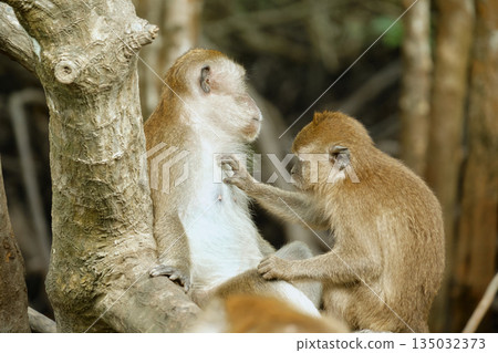 Monkeys in the mangrove forest of Langkawi Island, Malaysia. 135032373