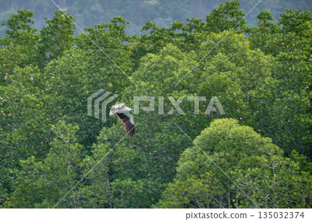Eagle Feeding in Langkawi island Mangrove tour Kilim Geoforest Park. 135032374