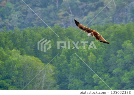 Eagle Feeding in Langkawi island Mangrove tour Kilim Geoforest Park. 135032388