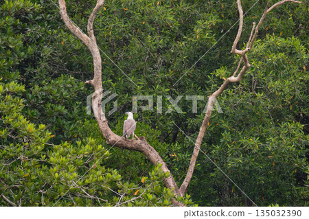 Eagle Feeding in Langkawi island Mangrove tour Kilim Geoforest Park. 135032390