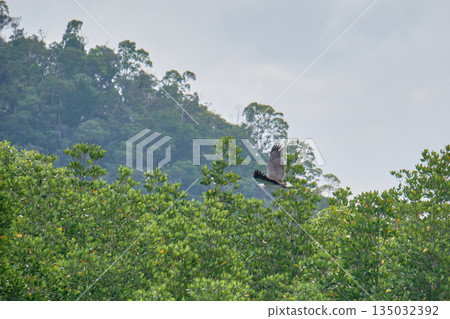 Eagle Feeding in Langkawi island Mangrove tour Kilim Geoforest Park. 135032392