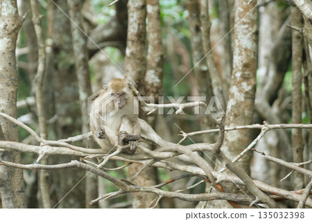Monkeys in the mangrove forest of Langkawi Island, Malaysia. 135032398